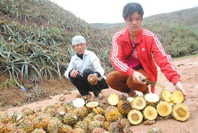 Lào[-]Cai:[-]Công[-]bố[-]nguyên[-]nhân[-]cây[-]trồng[-]bị[-]táp[-]lá,[-]dứa[-]thối[-]ở[-]Bản[-]Lầu